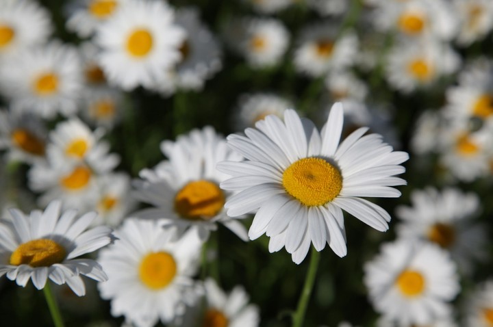 Nova zahrada - ako pestovat kvitnuce druhy